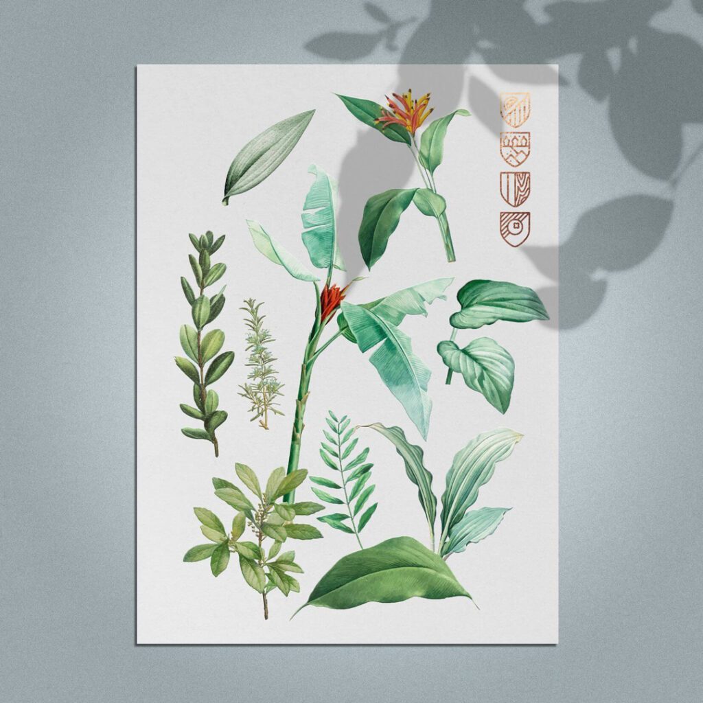 Illustration botanischer Zutaten für den Gin Amadé gestaltet von Wuger als Teil des Packaging Designs und Brandings für Herr Werner