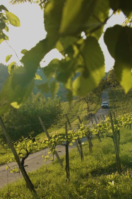 TV Spot Produktion für MOON mit Audi im Weinberg des Weinguts Polz eingefangen im Sonnenlicht zwischen Reben und Natur