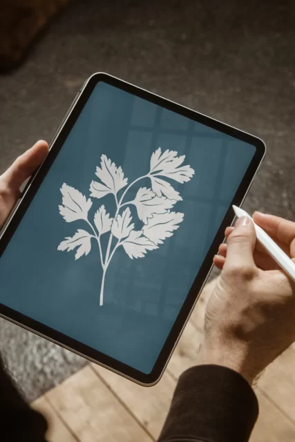 Am Tablet wächst Zweig um Zweig, was später jede Speisekarte und Serviette der Marke durchzieht. Digitale Petersilien-Illustration als Grafik und Corporate Design von WUGER, am Tablet mit Stylus in der Hand gezeichnet